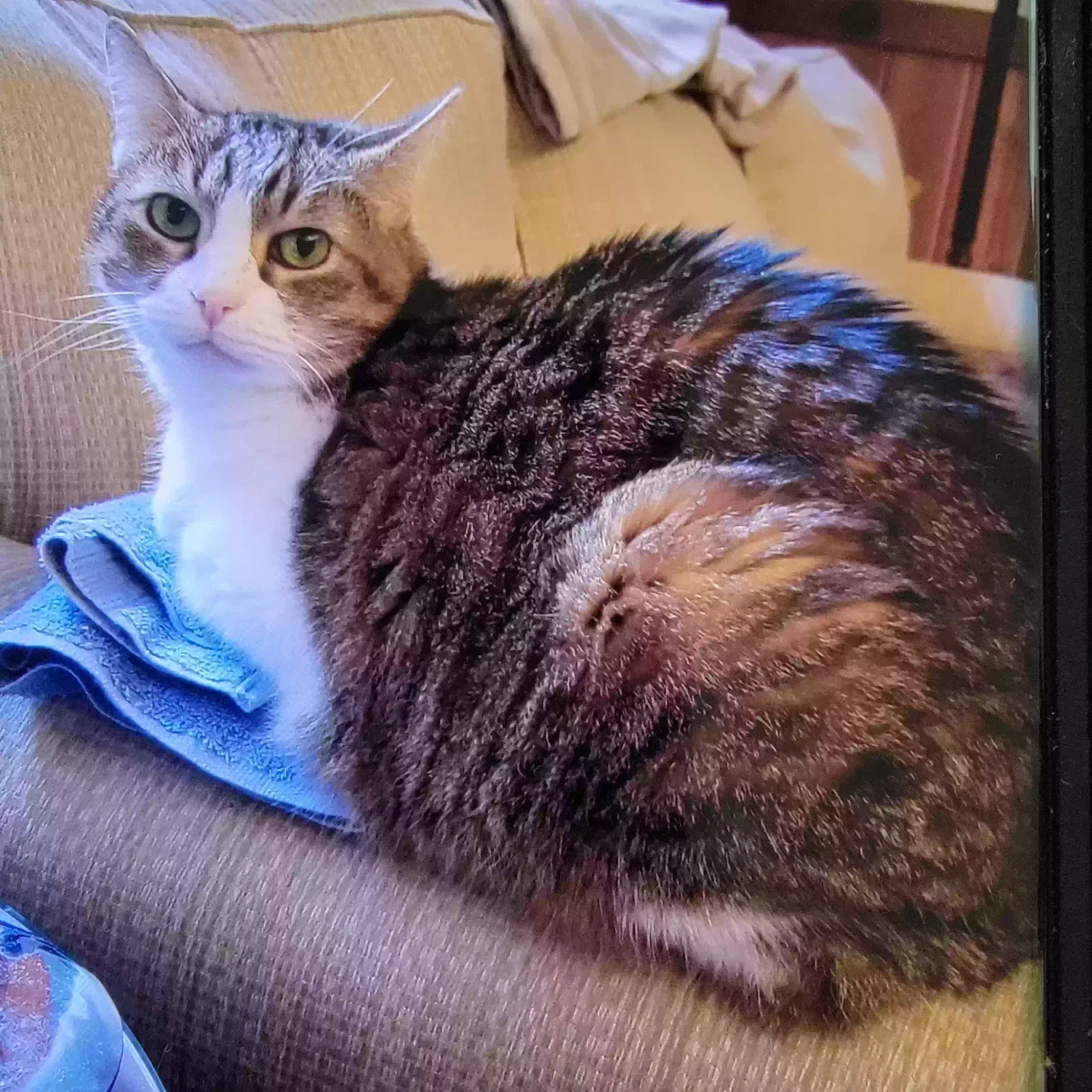Lost cat in Atlantic Beach, FL, 32233