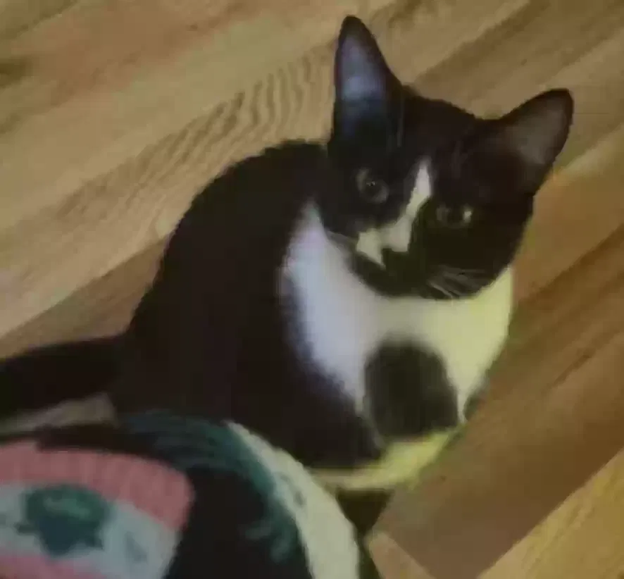Lost cat in Mount Pleasant, SC, 29466