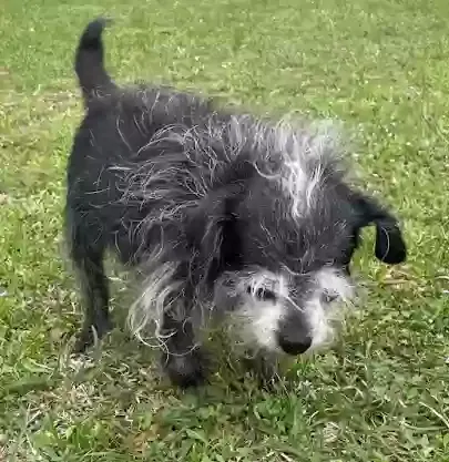 Lost dog in Port Bolivar, TX, 77650