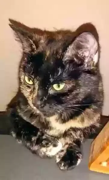 Lost cat in Grandview, MO, 64030