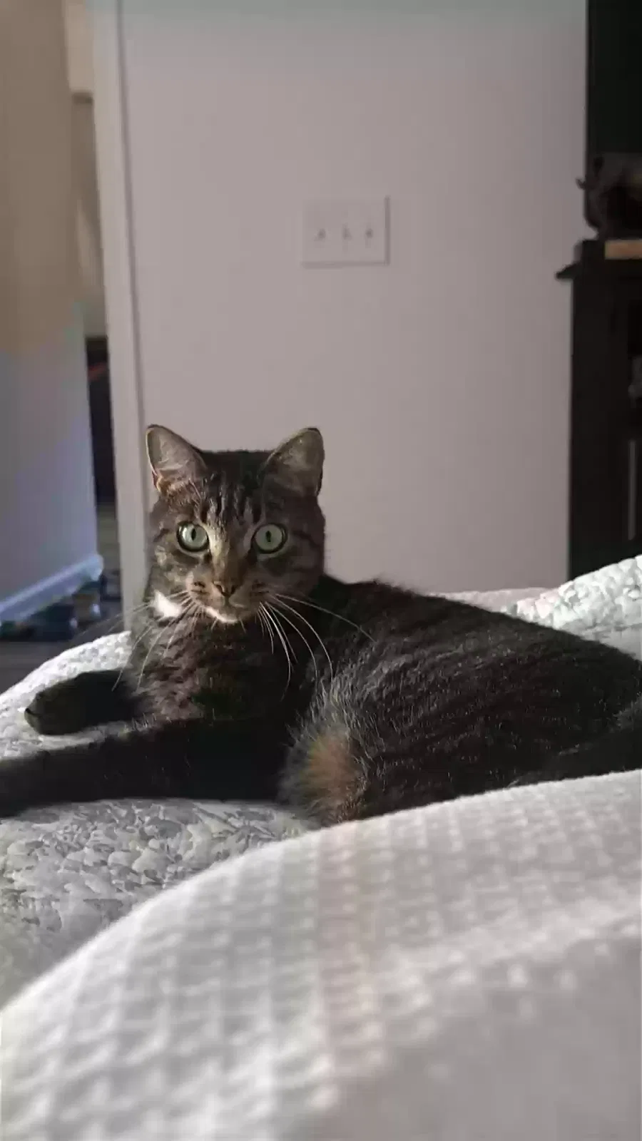Lost cat in Pensacola, FL, 32526