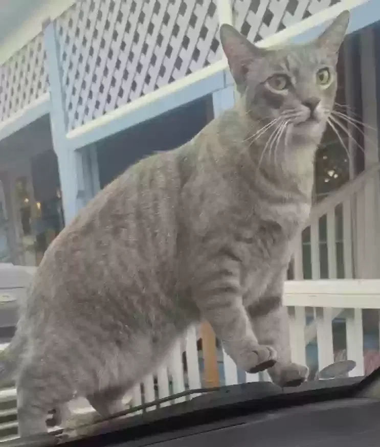 Lost cat in Newhall, CA, 91321