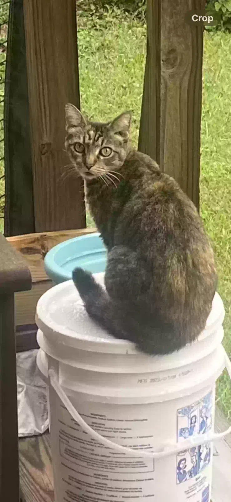 Lost cat in Nashville, TN, 37206