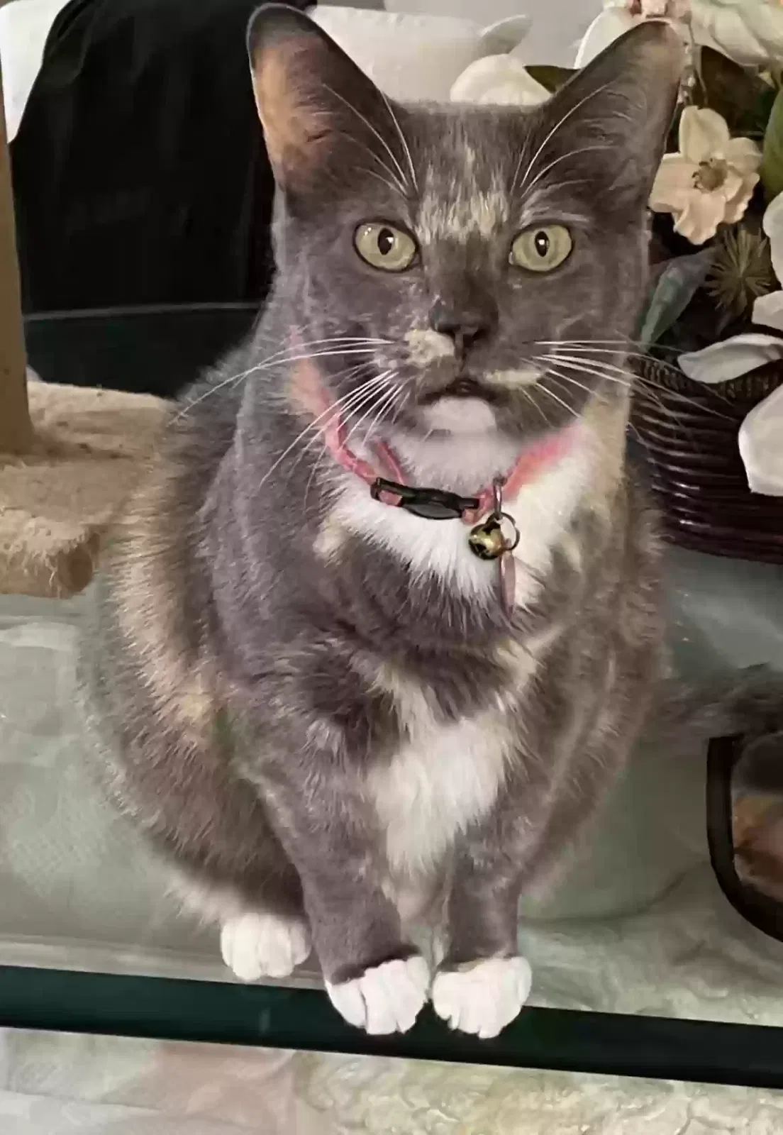 Lost cat in Troutman, NC, 28166
