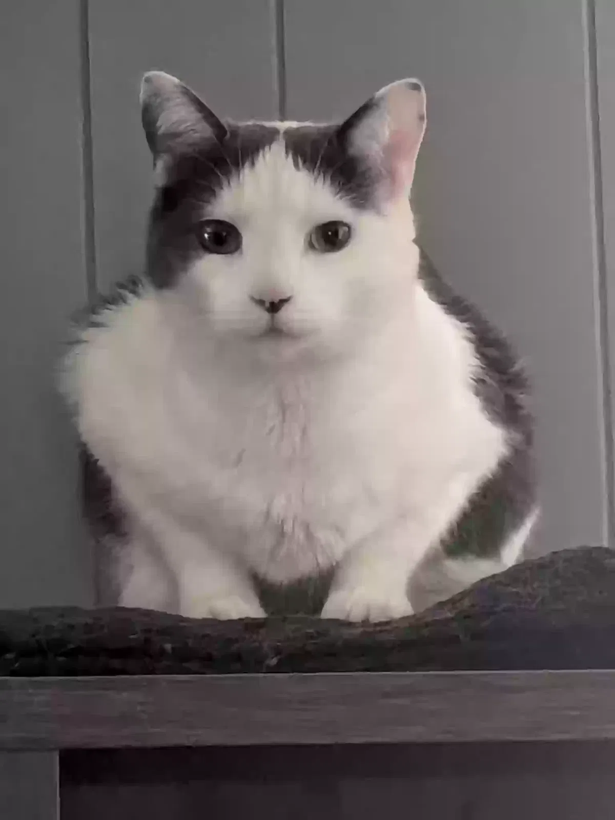 Lost cat in Dundalk, MD, 21222