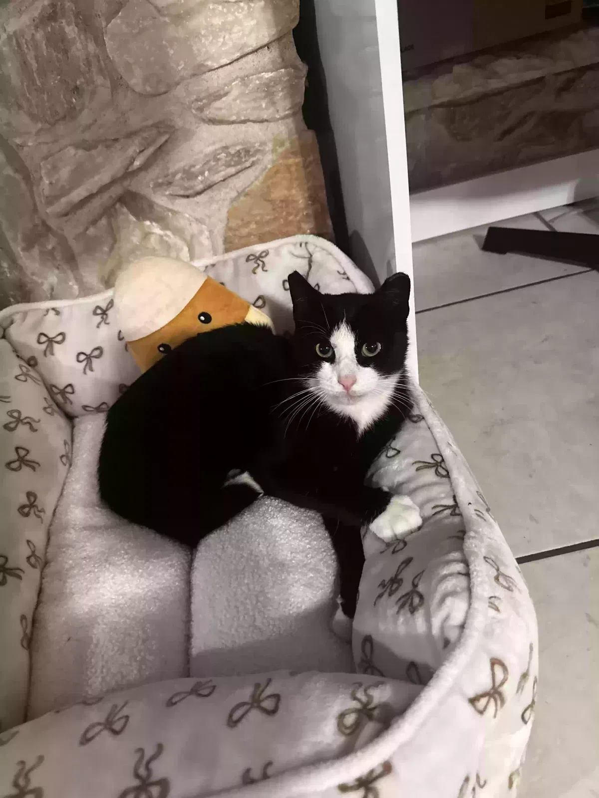 Lost cat in Lodi, NJ, 7644