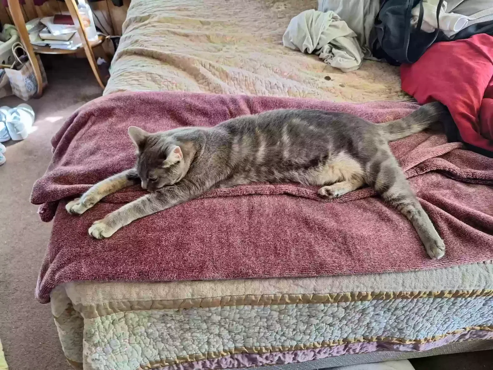 Lost cat in Kalama, WA, 98625