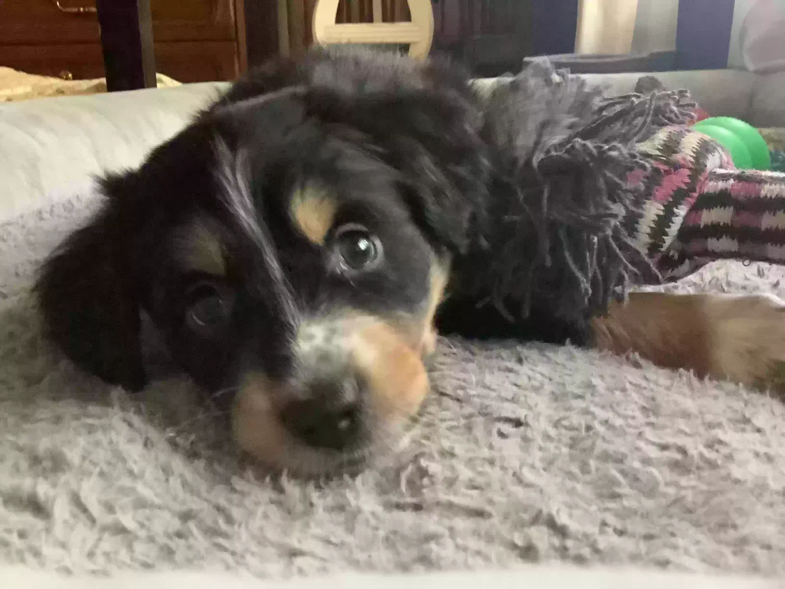 Lost dog in Hazelwood, MO, 63042