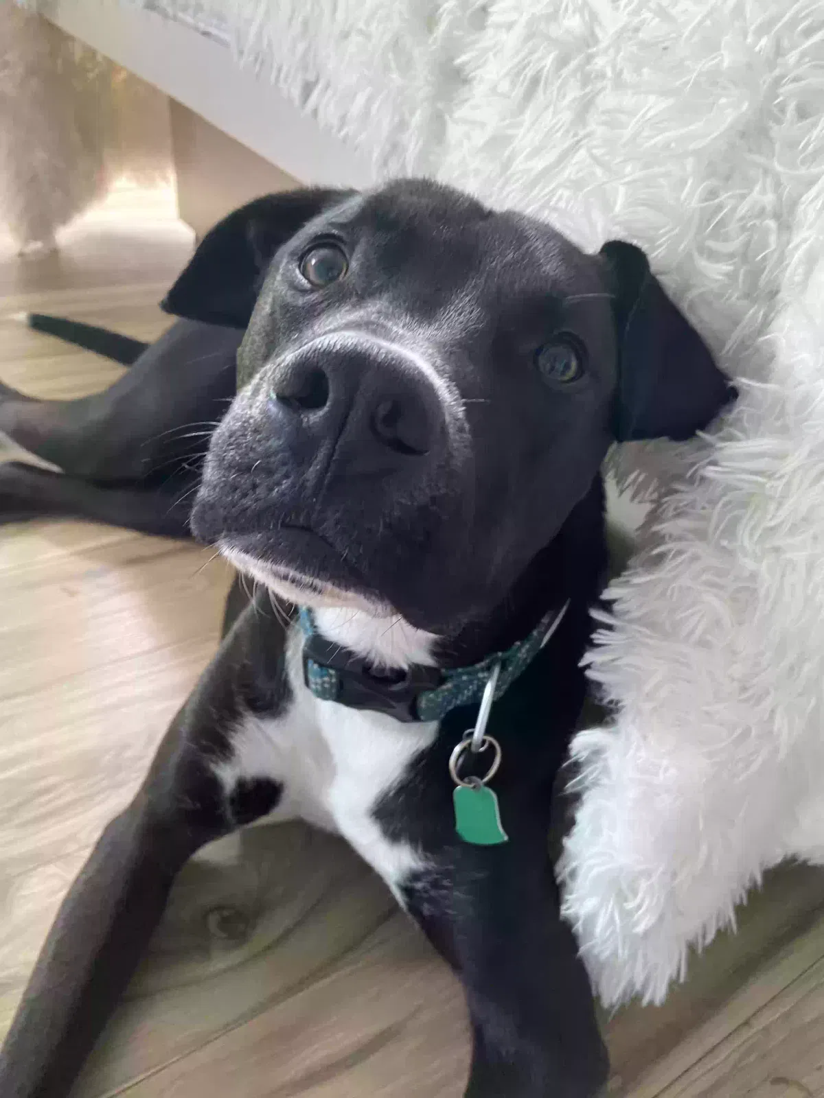Lost dog in Lincolnton, NC, 28092
