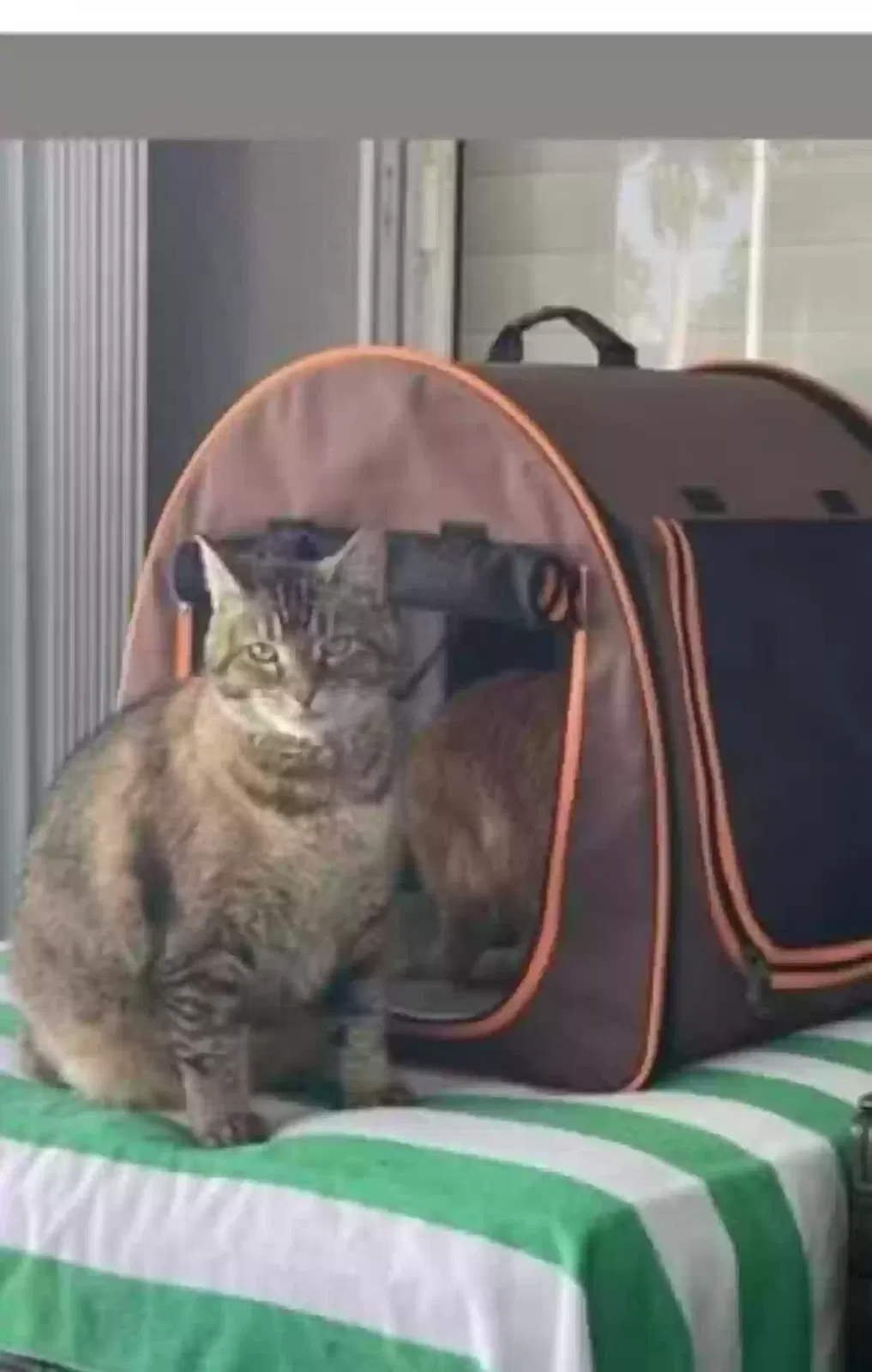 Lost cat in Bristol, NH, 3222