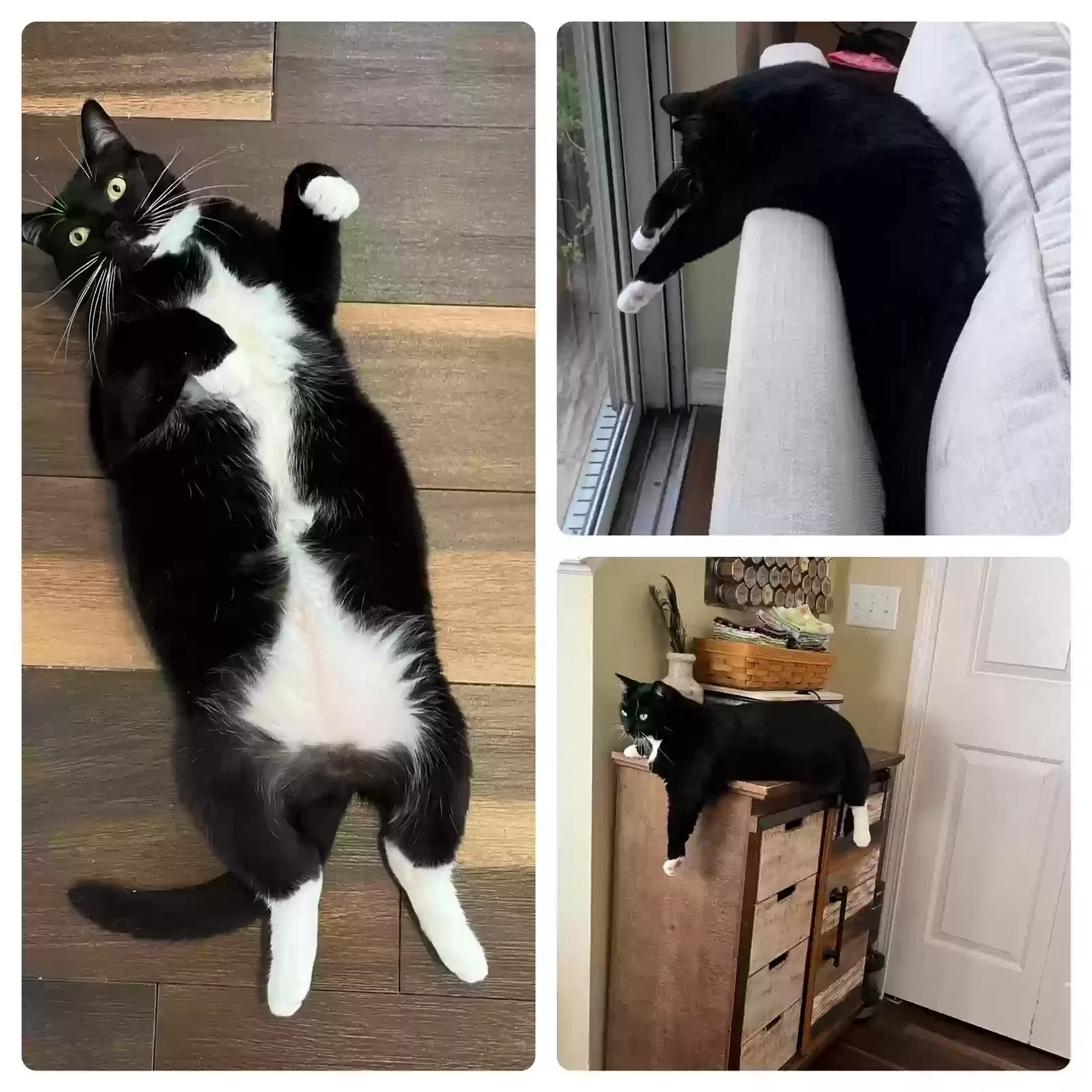 Lost cat in Land O Lakes, FL, 34639