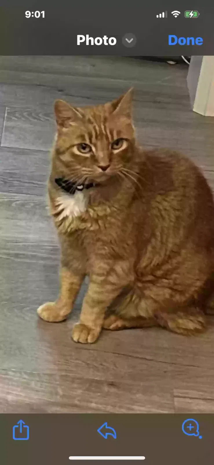 Lost cat in Sparks, NV, 89436