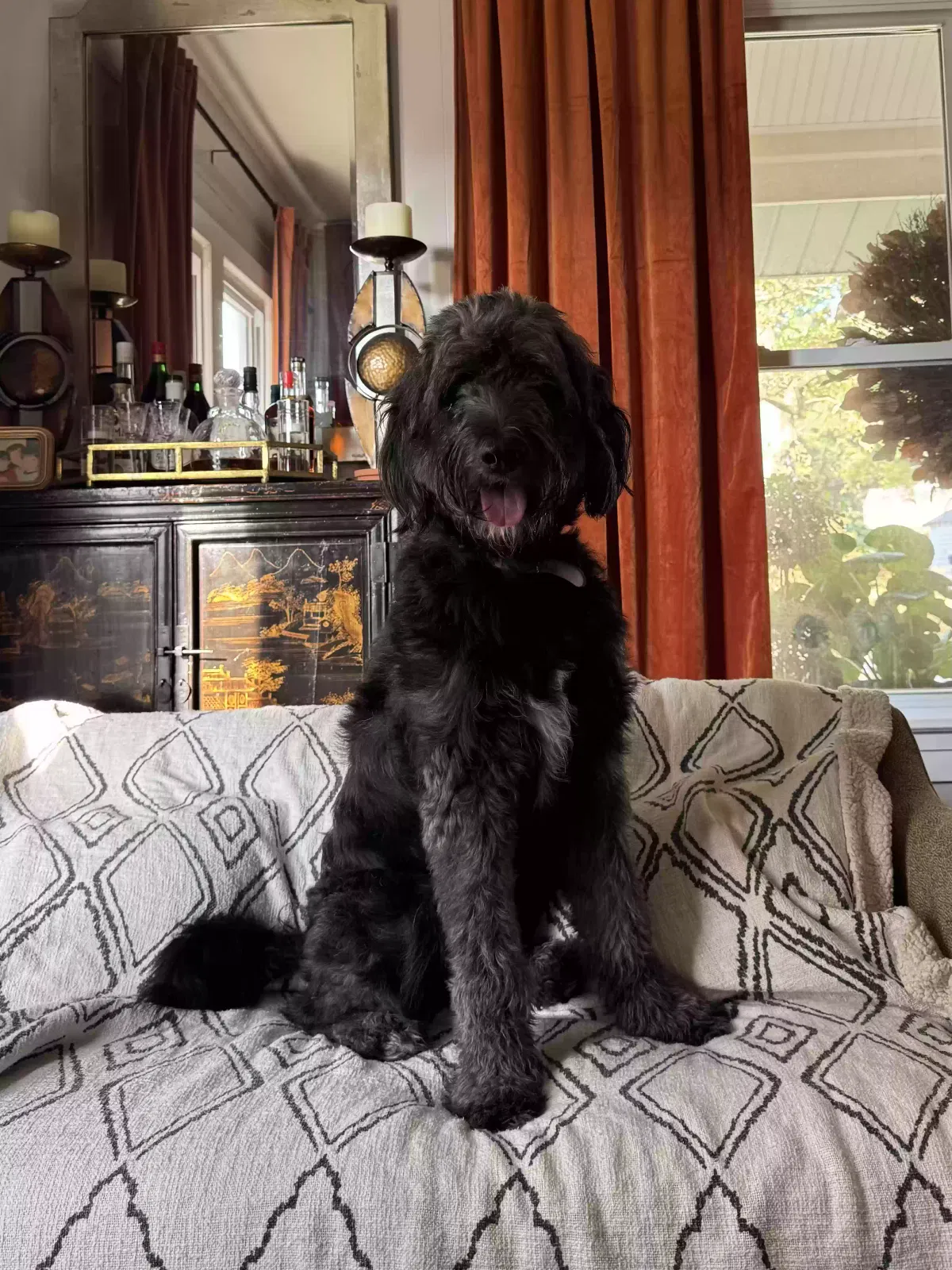 Lost dog in Columbia, SC, 29201