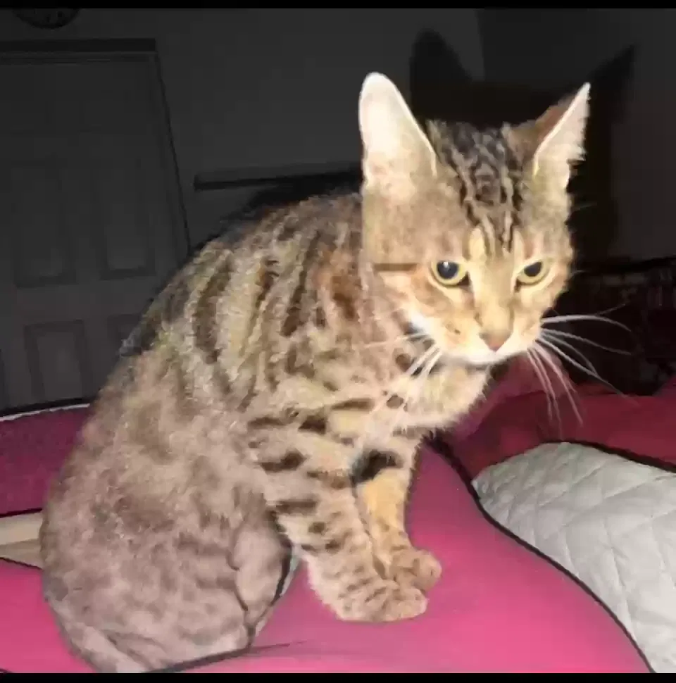 Lost cat in Miami, FL, 33186
