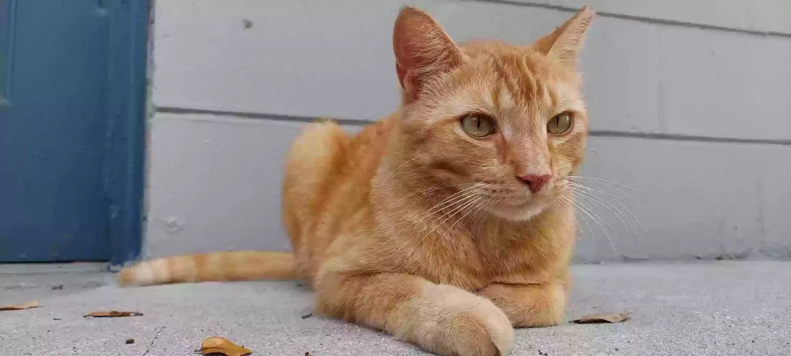 Lost cat in Tampa, FL, 33605