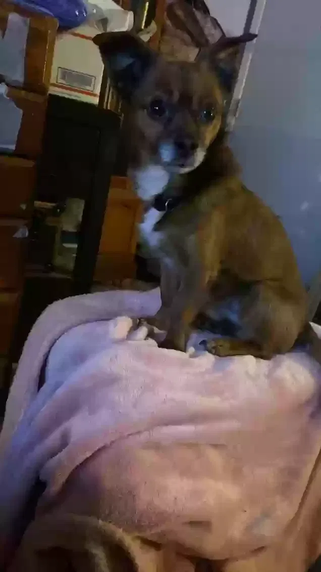 Lost dog in Las Vegas, NV, 89122