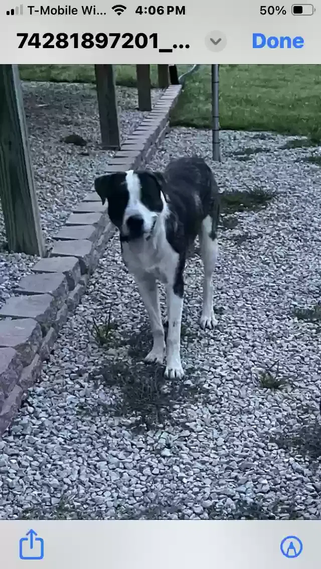 Found dog in Wappapello, MO, 63966
