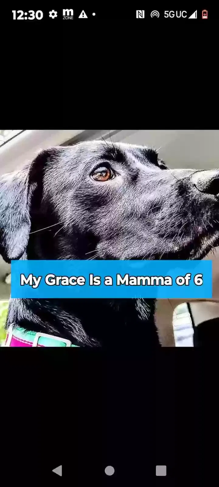 Lost dog in Magnolia, TX, 77354