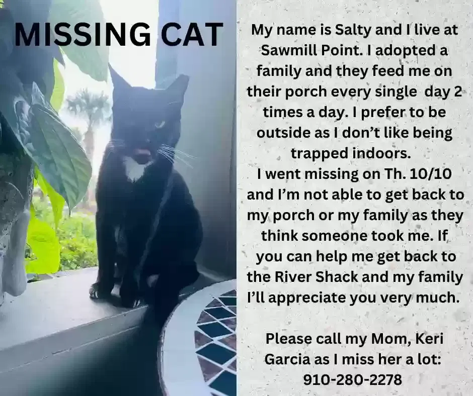 Lost cat in Wilmington, NC, 28401