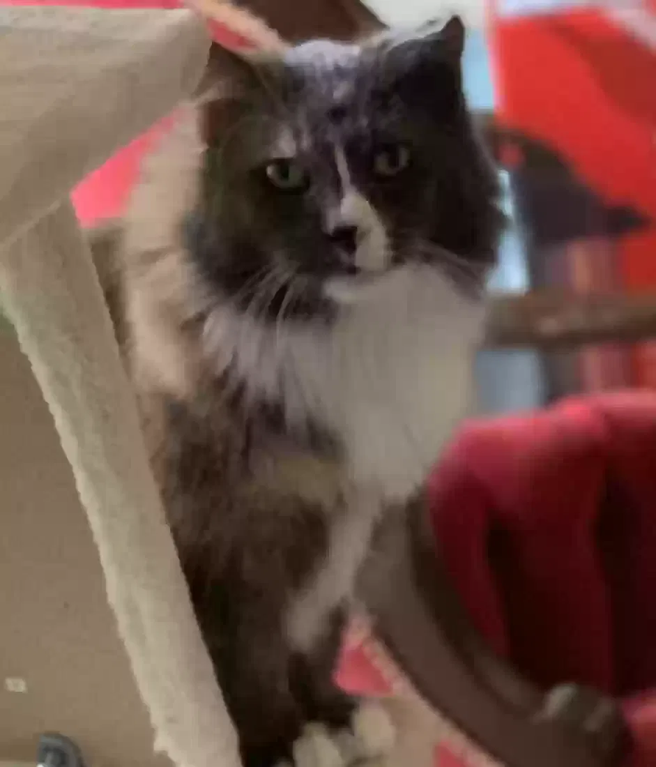 Lost cat in Portland, OR, 97202