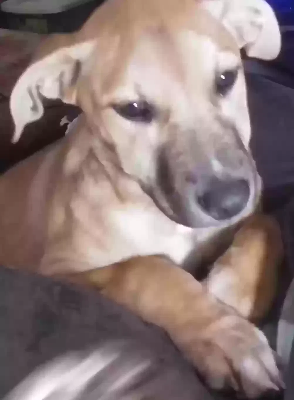 Lost dog in Steele, MO, 63877