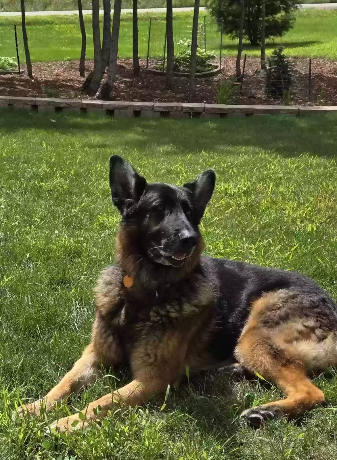 Lost dog in Crivitz, WI, 54114