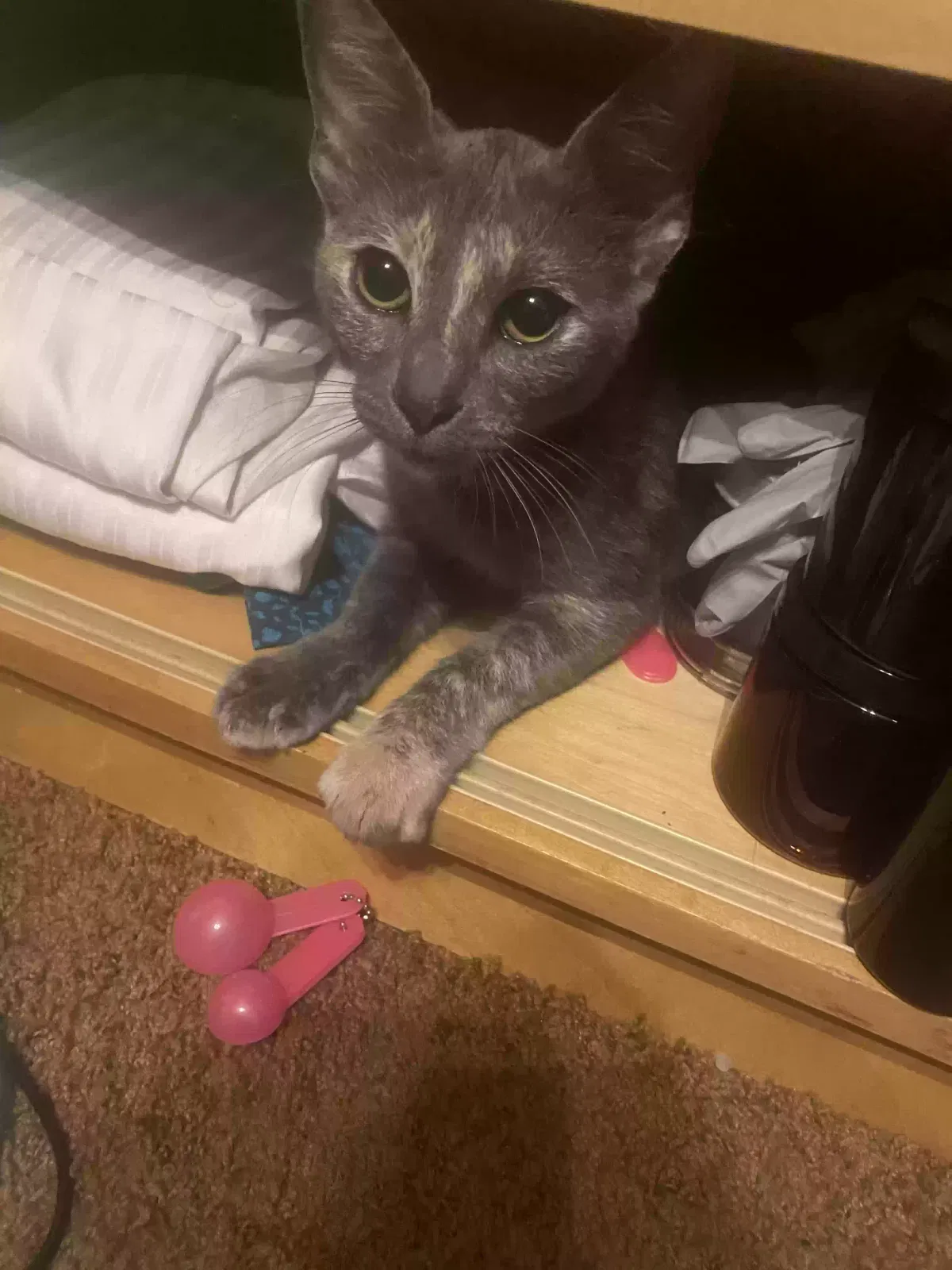 Found cat in Cantonment, FL, 32533