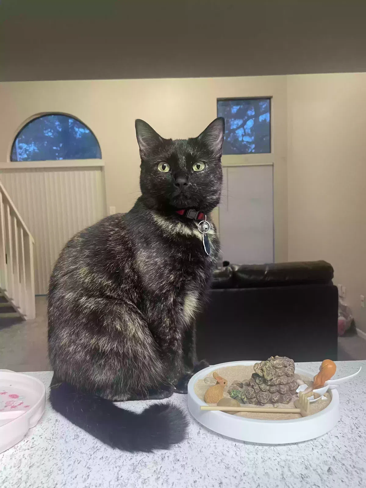 Lost cat in Memphis, TN, 38119