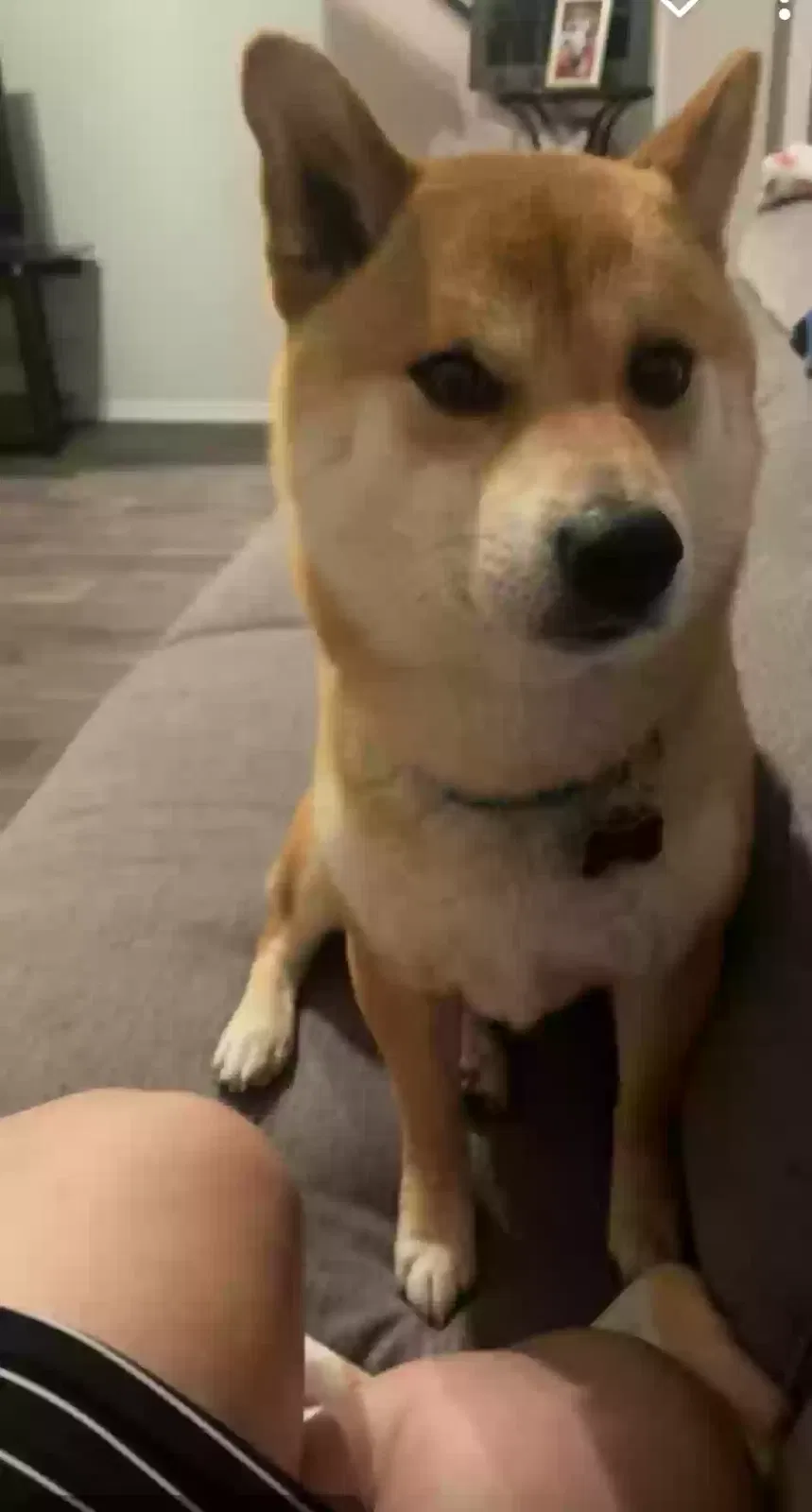 Lost dog in Channelview, TX, 77530