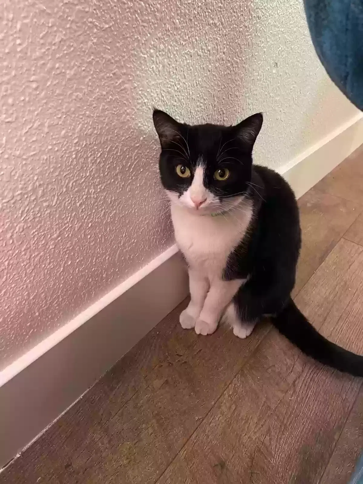 Lost cat in Las Vegas, NV, 89104
