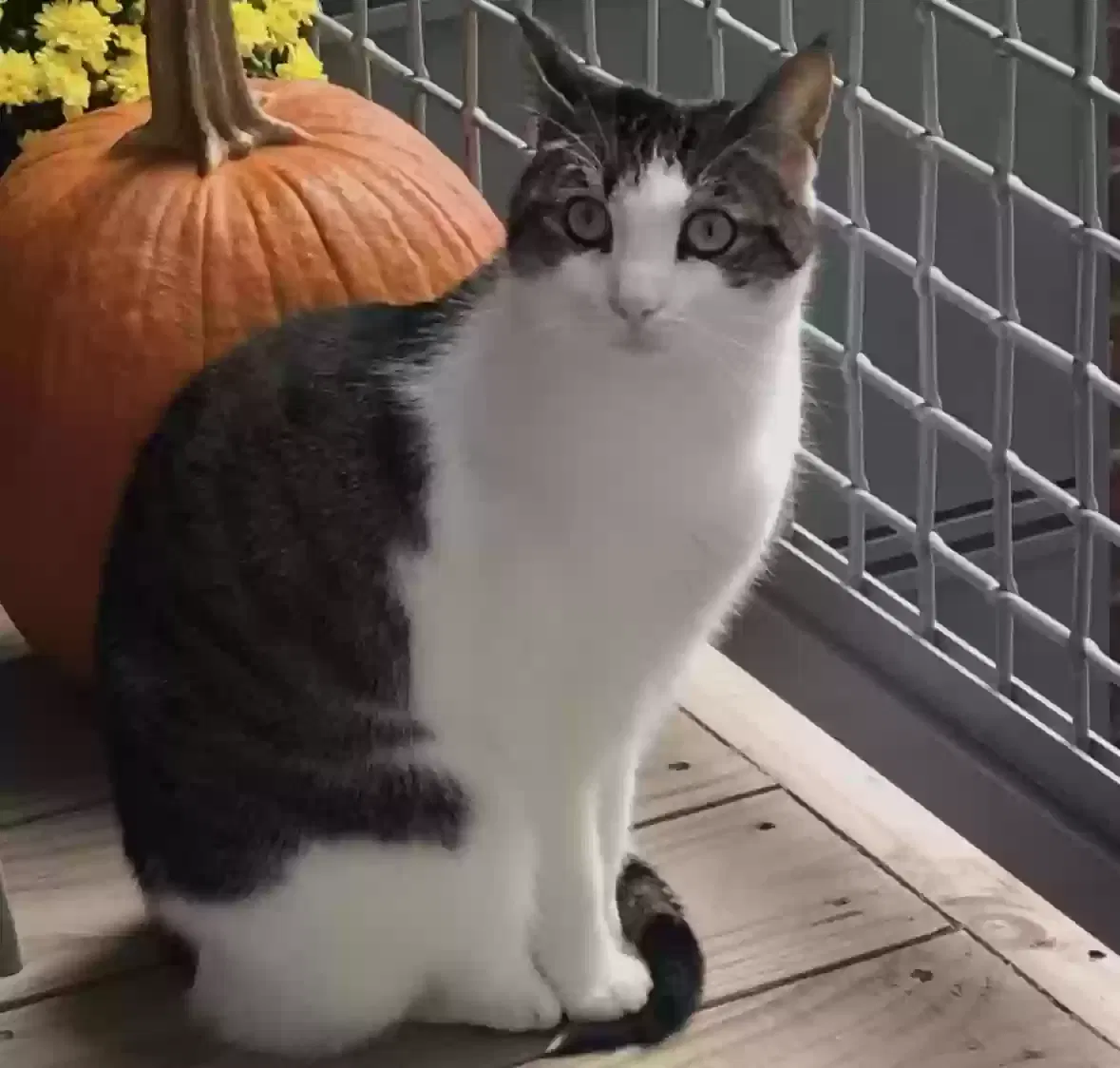 Lost cat in Phoenixville, PA, 19460