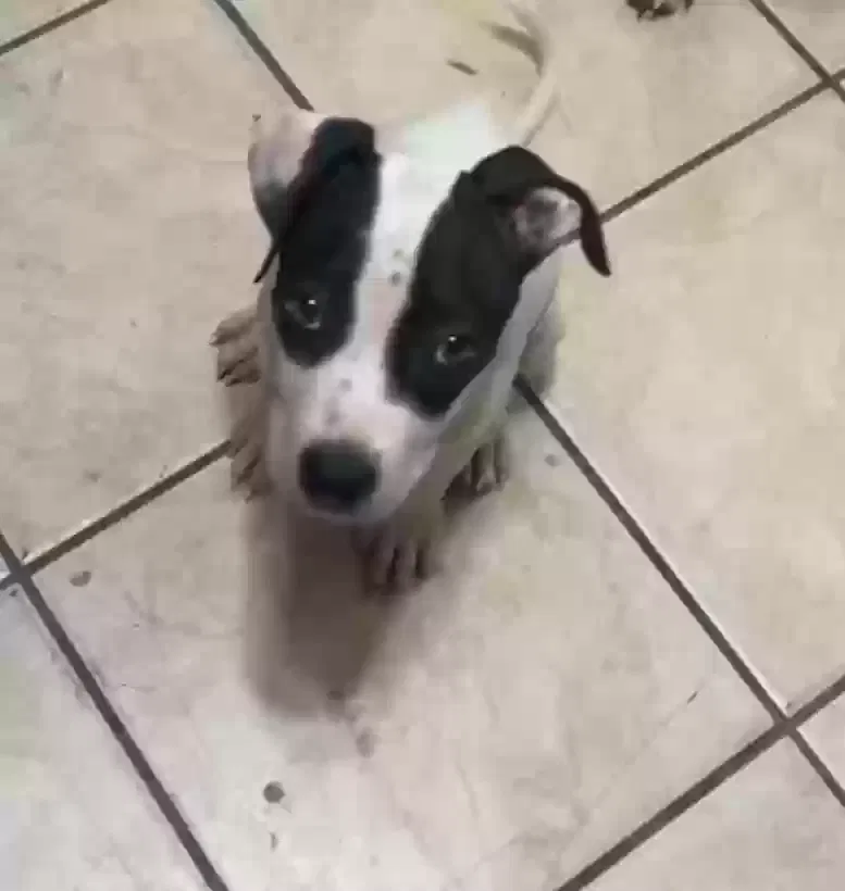 Lost dog in Fort Worth, TX, 76164