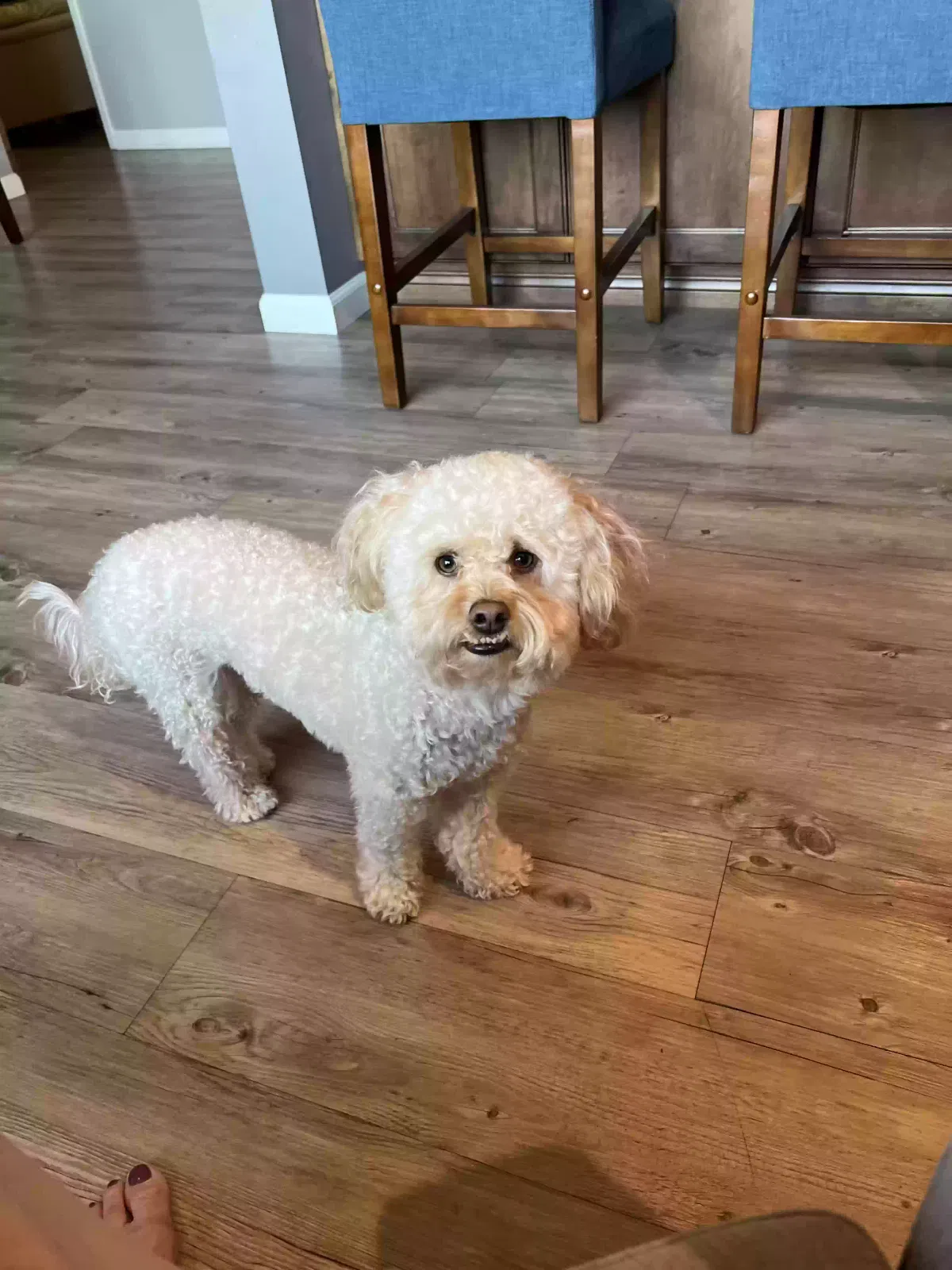 Lost dog in Scottsdale, AZ, 85251
