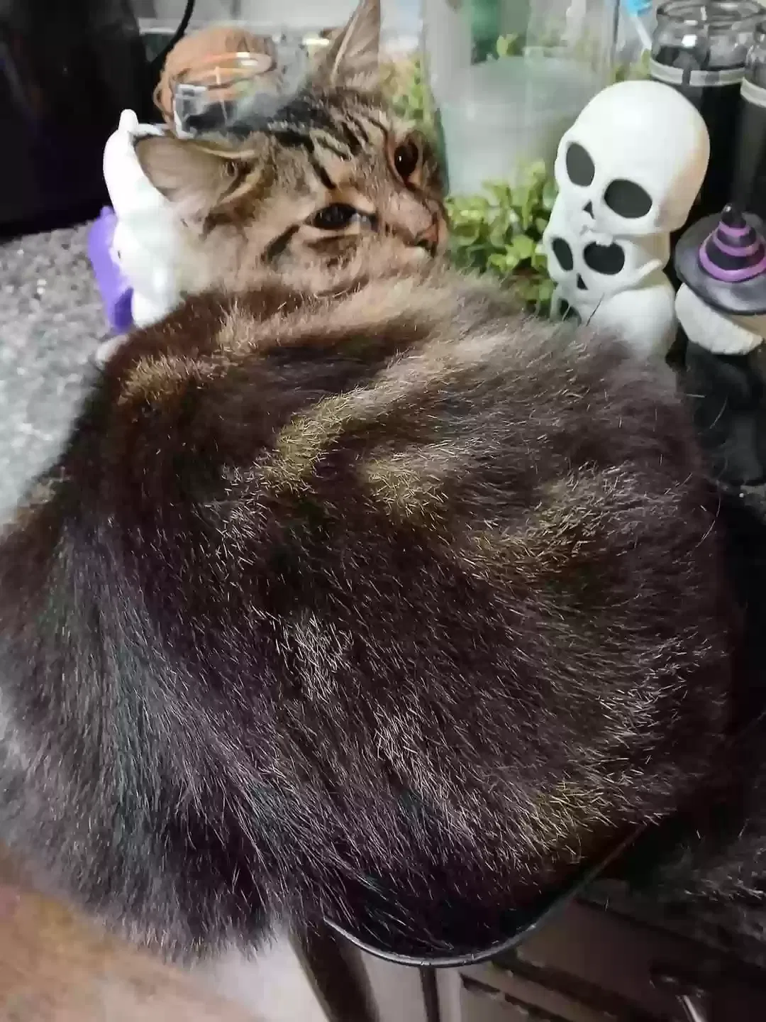 Lost cat in Shelbyville, TN, 37160