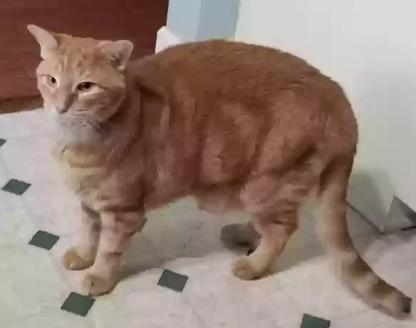 Lost cat in Nashville, TN, 37211