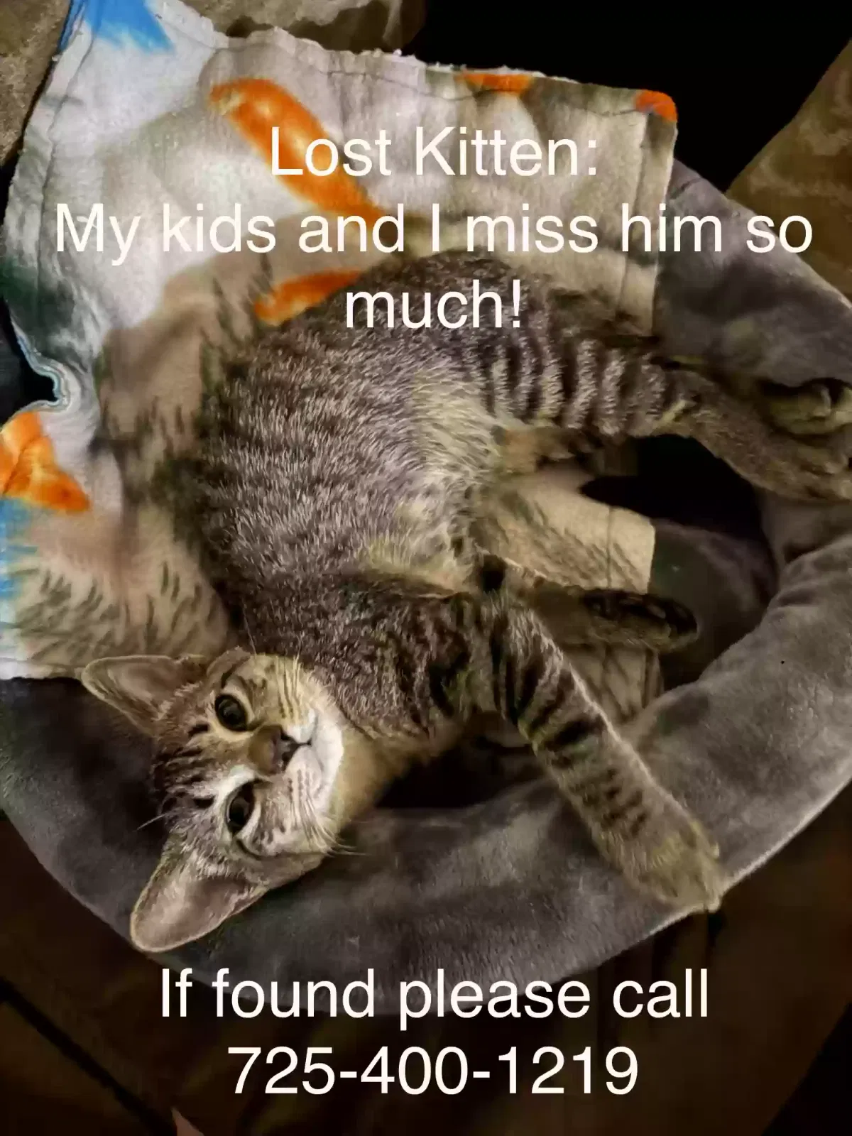 Lost cat in Henderson, NV, 89012