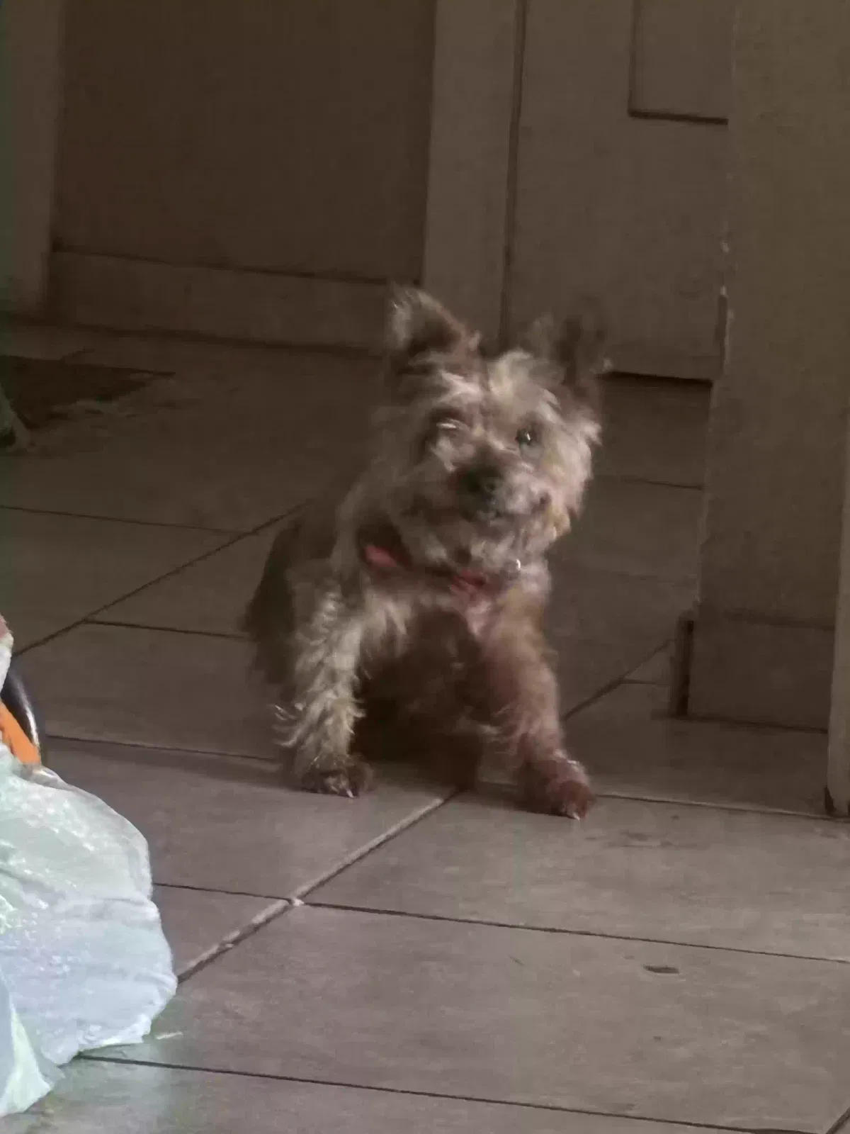 Found dog in Lancaster, CA, 93534