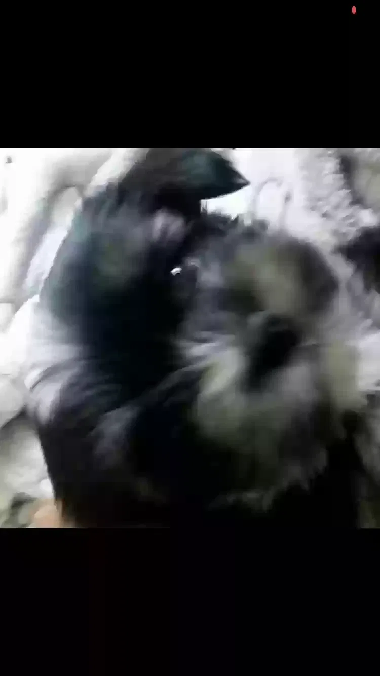 Lost dog in Louisville, KY, 40219