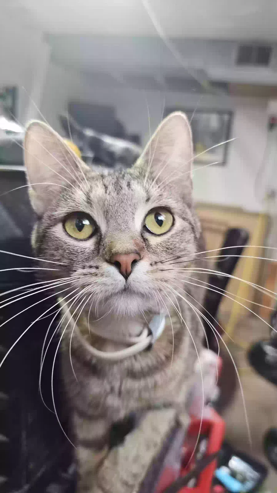 Lost cat in Olathe, KS, 66061