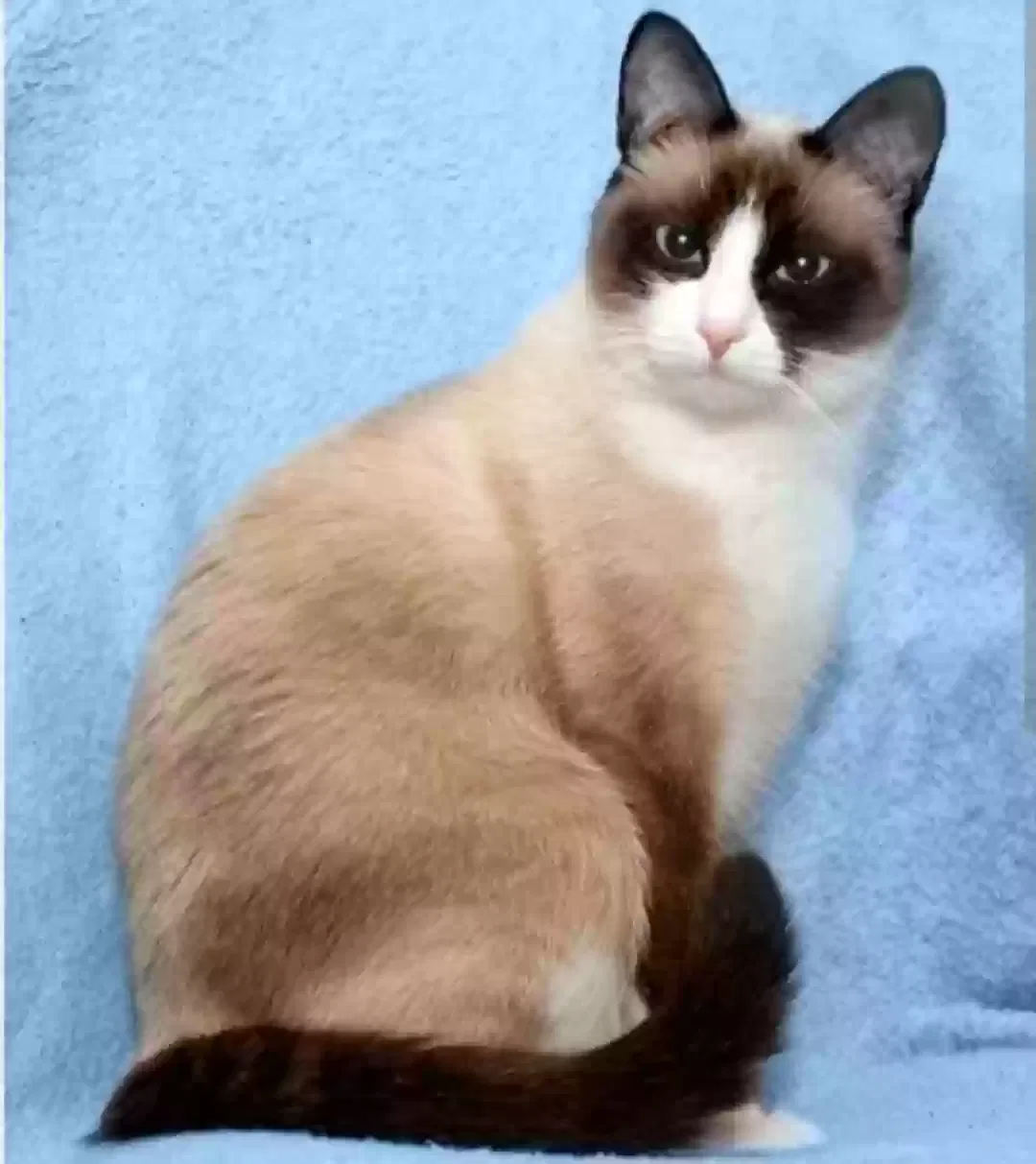 Lost cat in Sun City, CA, 92586