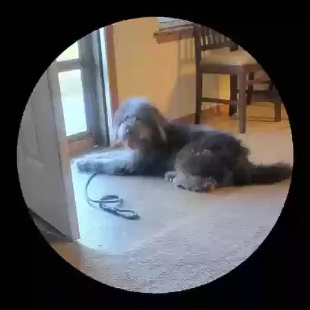 Lost dog in Dunnegan, MO, 65640