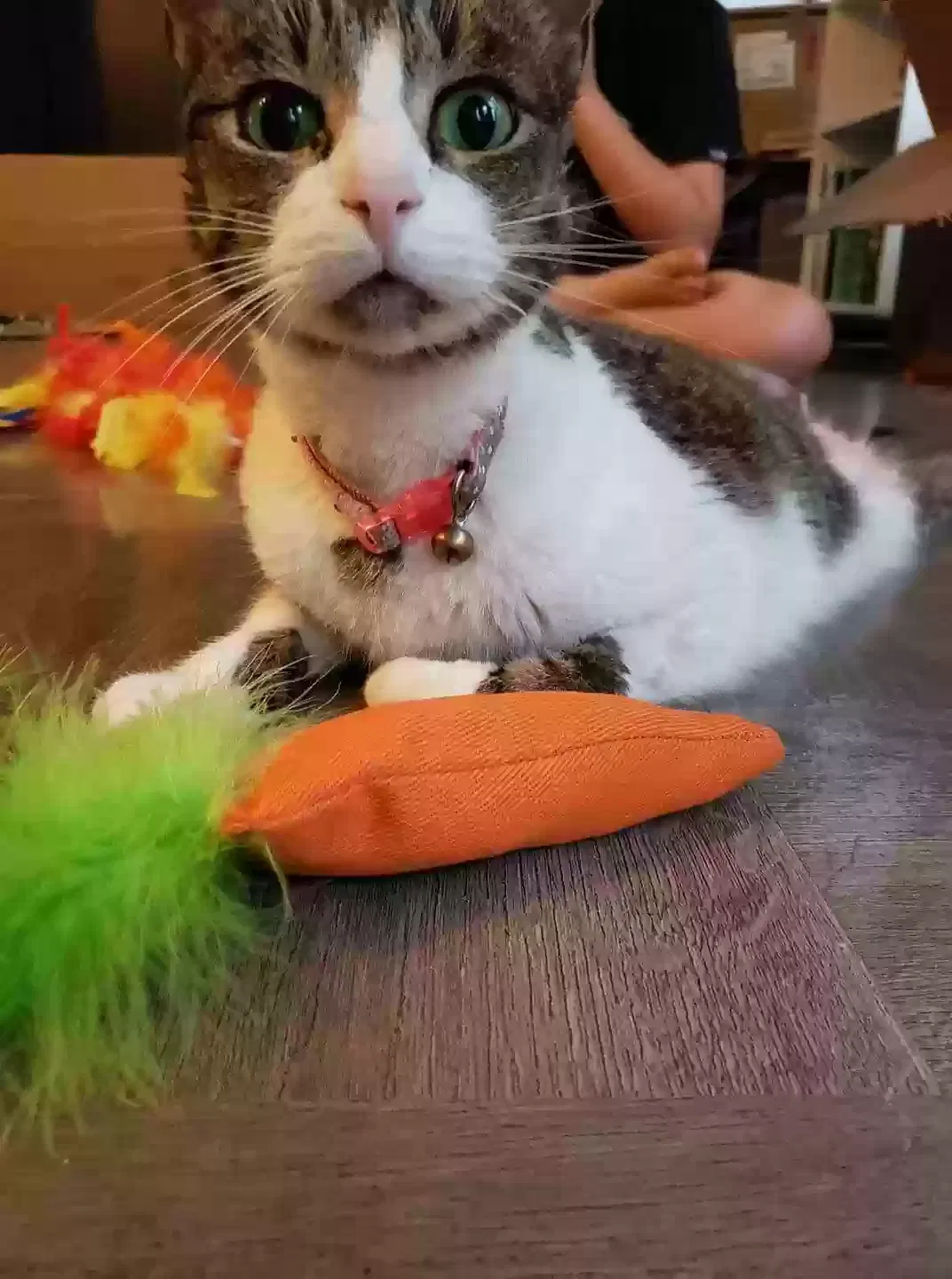 Lost cat in Marlow, OK, 73055