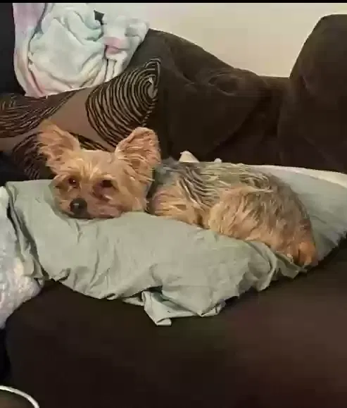 Lost dog in Escondido, CA, 92025