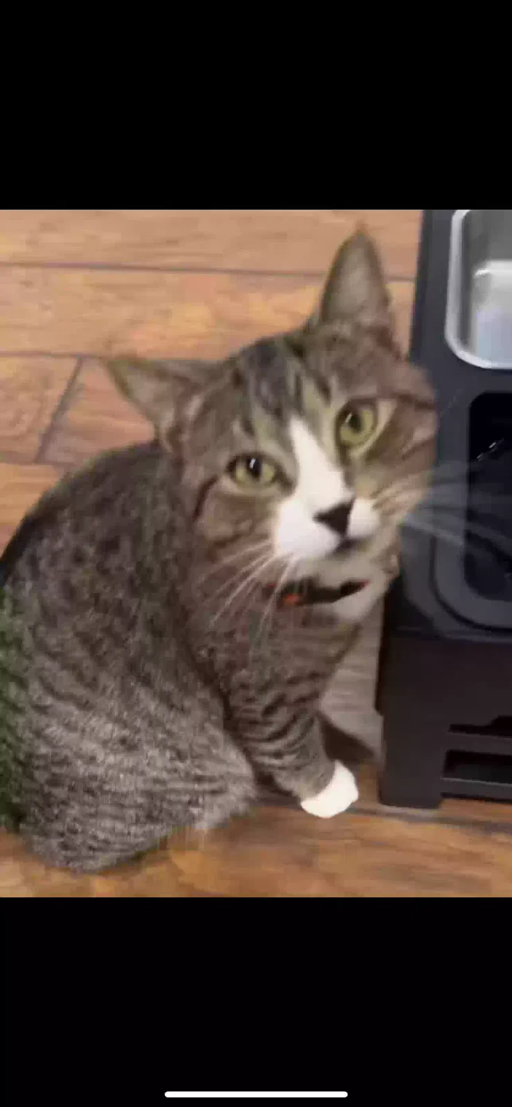 Lost cat in Waterloo, SC, 29384