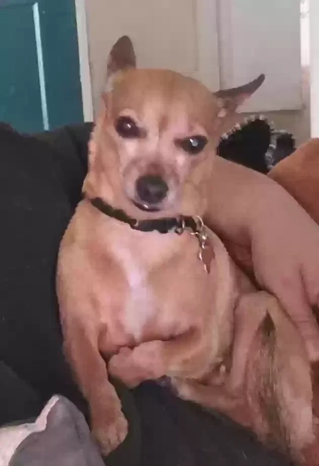 Lost dog in Whittier, CA, 90606