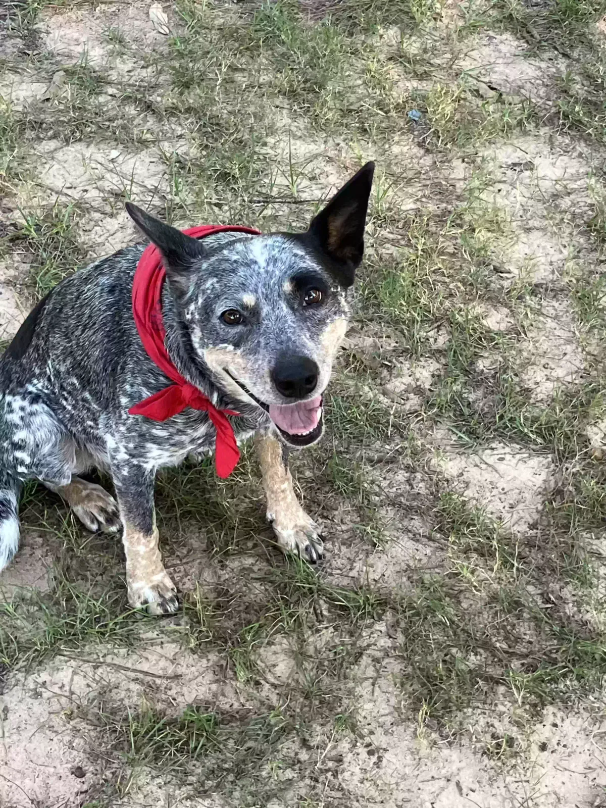 Lost dog in Magnolia, TX, 77354