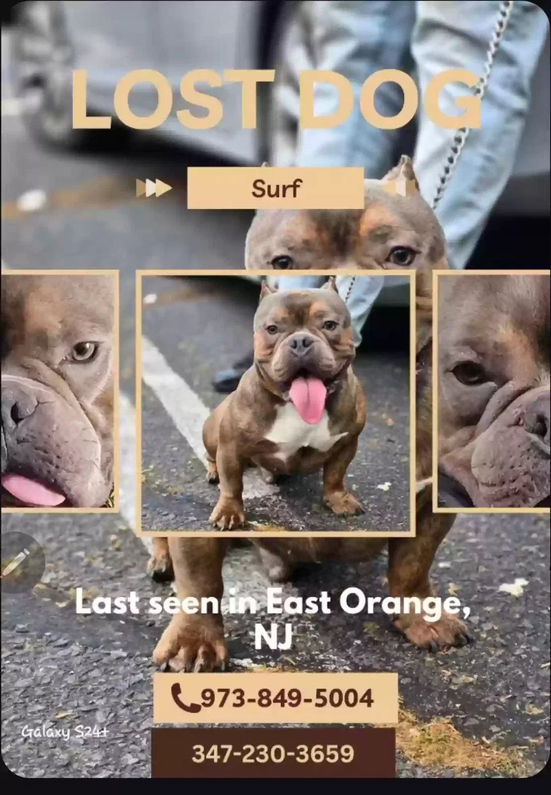 Lost dog in East Orange, NJ, 7018