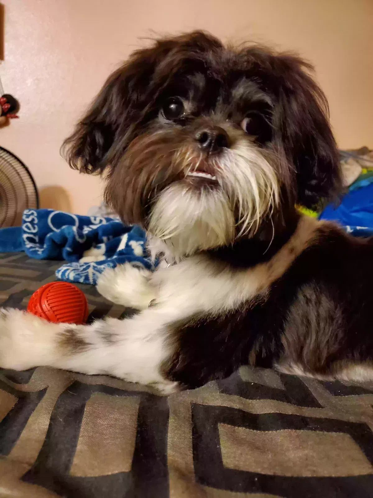 Lost dog in Perris, CA, 92570
