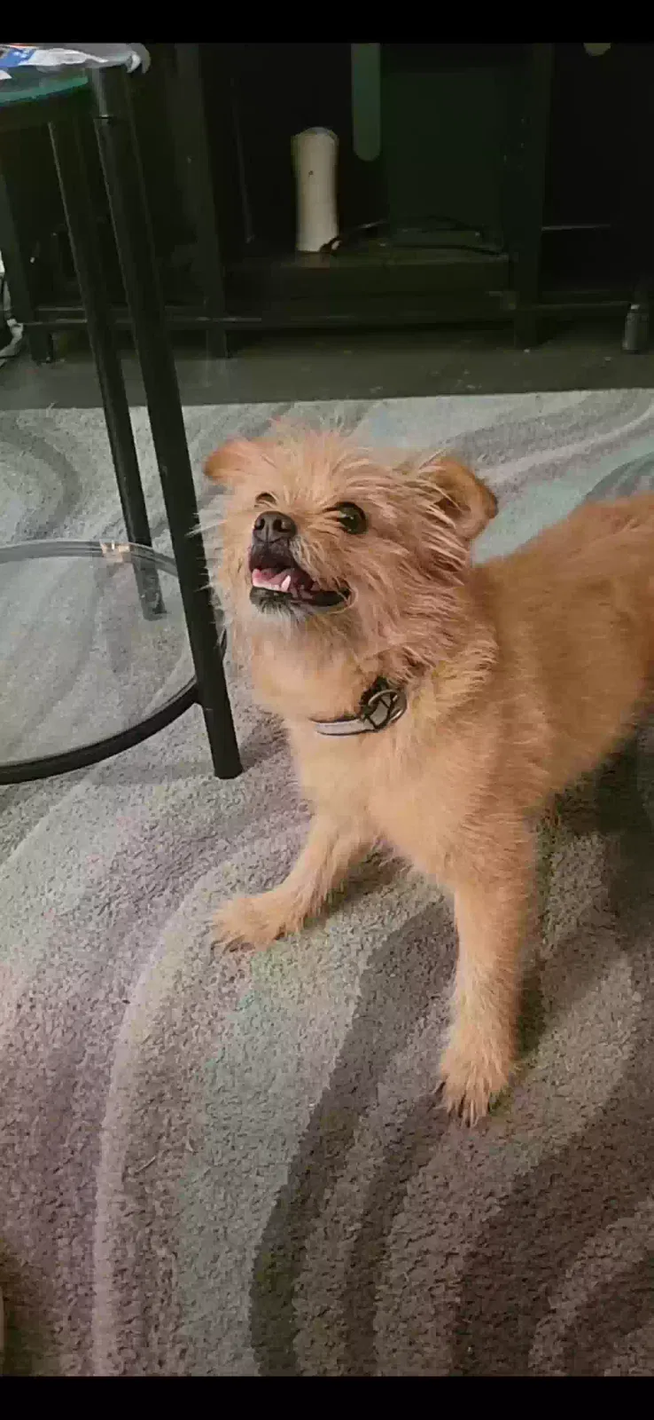 Lost dog in Richmond, VA, 23224