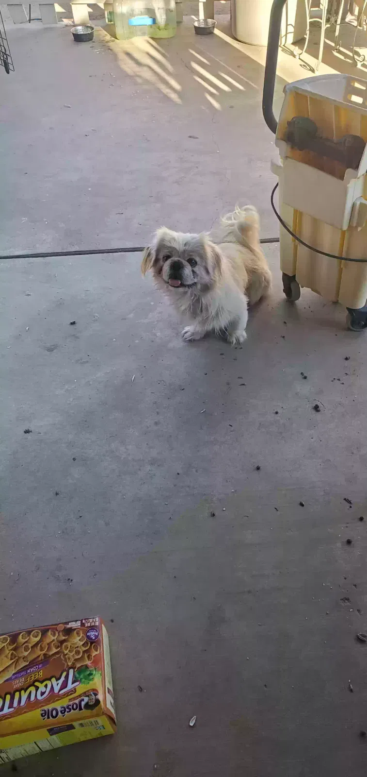 Lost dog in Perris, CA, 92570